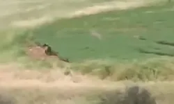 Çiftçiler Tarlada Ayı ile Karşılaştı, Korku Dolu Anlar Yaşandı