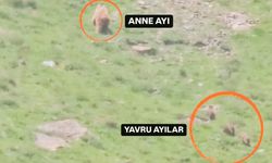 Anne Ayı ve Yavruları Yaylada Böyle Görüntülendi