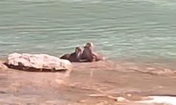 Su Samurları Munzur Çayı'nda Objektife Takıldı