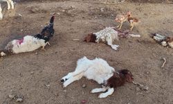 Başıboş Köpeklerin Saldırdığı 33 Kuzu Telef Oldu