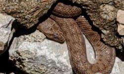 Yürüyüş Yolunda Engerek Paniği: Esnaf Tedirgin Oldu