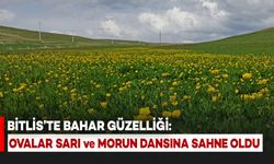 Bitlis'te Bahar Güzelliği: Ovalar Sarı ve Morun Dansına Sahne Oluyor