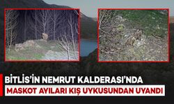 Bitlis'te Nemrut’un Maskot Ayıları Kış Uykusundan Uyandı