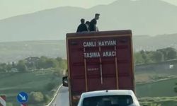 Kamyonun üzerinde tehlikeli yolculuk böyle görüntülendi
