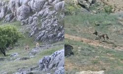 Doğanın nadir misafirleri o ilde görüntülendi