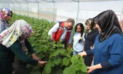 Seracılık Yapan Kadınlar Günlük 500 Kilo Ürün Alıyor