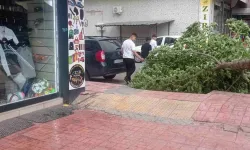 Rüzgârın Etkisiyle İşyerinde Ağaç Devrildi Esnaf Zarar Gördü