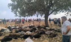 Yıldırım Faciası: 99 Küçükbaş Hayvan Telef Oldu