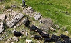 Bitlis’te kaçan 26 kurbanlık keçi drone ile bulundu