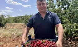 17. Napolyon Kirazı Festivali: Gelirler Gazze’ye