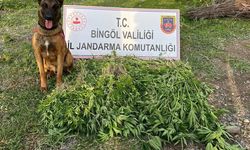 Son 4 günde 14 bin 933 kök kenevir ele geçirildi