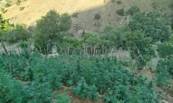 Kırsalda 15 Bin Kök Kenevir Ele Geçirildi