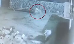 Kurt Ağıla Daldı: Koyun Ölü Taklidiyle Kurtuldu