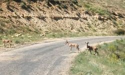 Dağ Keçileri Görüntülendi: “Ne Kadar Güzelsiniz”