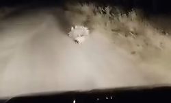 Kırmızı Listedeki Oklu Kirpi O İlde Görüntülendi