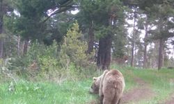 Ormanda et yiyen bozayı böyle görüntülendi