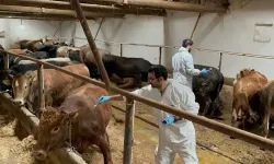 Van’da Şap Alarmı: Hayvan Ticareti Geçici Olarak Durduruldu
