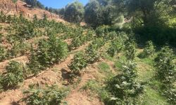 Bingöl'de Kırsal Alanda 19 Bin 513 Kök Skunk Ele Geçirildi