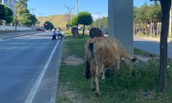 Bitlis’te İnekler Yola İndi, Trafiği Aksattı