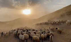 Bitlis'te Yayla Göçü Başladı: Sürüler Tozlu Yollarda