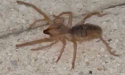 Zehirli Sarıkız Örümceği Paniğe Neden Oldu