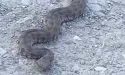 Yol Kenarındaki Dev Yılan Korkuttu