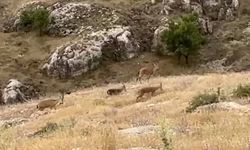 Dağ Keçileri Sürü Halinde Görüntülendi