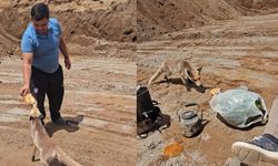 Ahlat’ta Pomza Ocağının Sadık Misafiri: Tilki Her Gün İşçilerle Yemek Yiyor