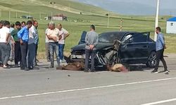 Komşu ilde otomobilin çarptığı onlarca koyun telef oldu