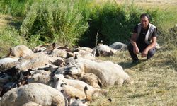 Komşu ilde koyunlar irkilince 150'si ezilerek telef oldu