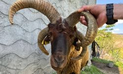 Dört Boynuzlu Koç Kurban Pazarının Gözdesi Oldu