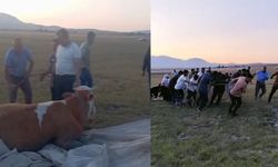 Arin Gölü’nde Çamura Saplanan İnek, Köylülerin Dayanışmasıyla Kurtarıldı
