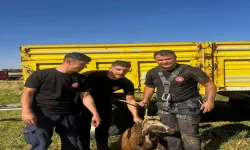 Kuyuya Düşen Koyun 20 Dakikalık Çalışmayla Kurtarıldı