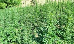 Bingöl’de Bin 410 Kök Kenevir Ele Geçirildi