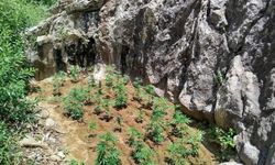 Jandarma Ekiplerince 843 Kök Kenevir Ele Geçirildi