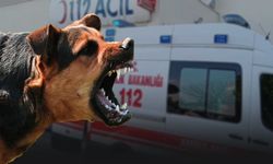 65 Yaşındaki Adam Sokak Köpeklerinin Saldırısına Uğradı