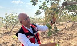 Siirt’te Aşırı Sıcaklıklar Fıstık Bahçelerini Vurdu