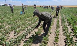 Bitlis'te mevsimlik işçilerden kavurucu sıcaklarda ekmek parası için mücadele