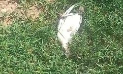 Başıboş Köpek Dehşeti: 25 Hindi ve Tavuk Telef Oldu