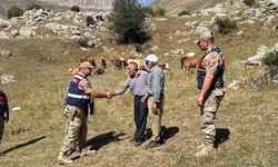 Kaybolan 17 Büyükbaş Hayvan Jandarma Tarafından Bulundu