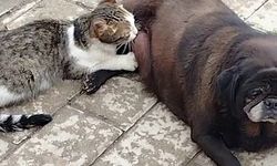 Kediyi emziren köpeği görenler gözlerine inanamadı