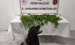 Uyuşturucu Operasyonu: 1 Kişi Tutuklandı