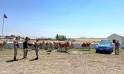 Kaybolan 10 Büyükbaş Hayvan Jandarma Tarafından Bulundu