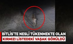 Bitlis'te Nesli Tükenme Tehlikesindeki Vaşak Görüntülendi
