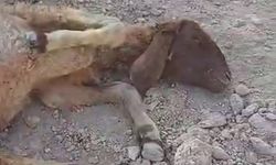 Başıboş Köpeklerin Saldırdığı Koyun Telef Oldu