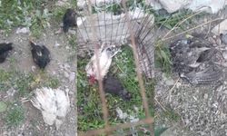 Başıboş köpekler kümese dadandı: 21 hindi ve tavuk telef oldu