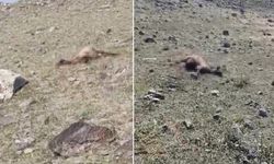 Kurt Saldırısında Onlarca Koyun Telef Oldu, 100 Koyun İse Kayıp