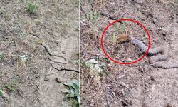 Koca Engereğin Sincabı Yuttuğu Anlar böyle Kaydedildi