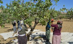 Kuraklık ve Tedbirsizlik Siirt’te Fıstık Üreticisini Zora Soktu