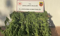 Jandarmadan kenevir operasyonu: 35 kök ele geçirildi